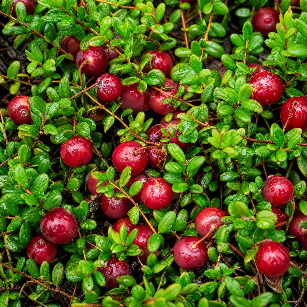 Cranberry vines with ripe red berries